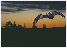 I mörker trivs fladdermössen