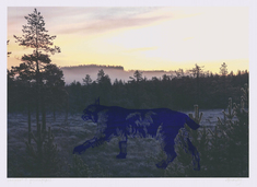 Lodjur i gryningsljus