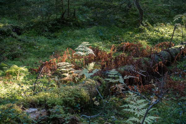 Glipa Grafik i Väst