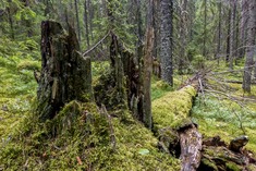 Även jättar kan falla