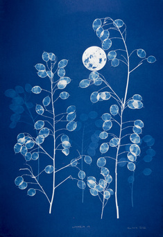 Lunaria 19