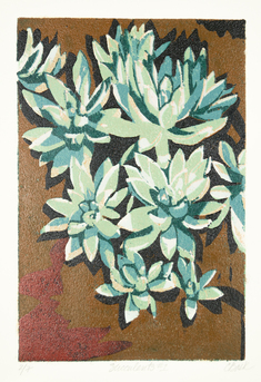 Succulents #1