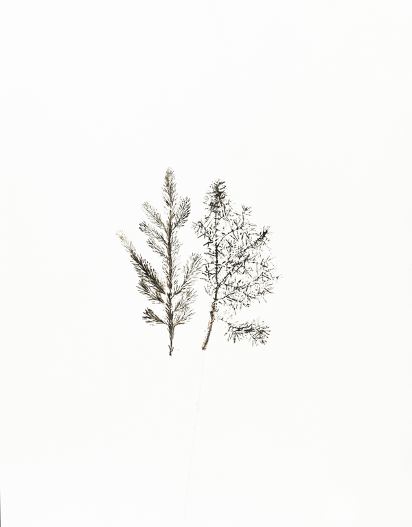 utan titel (gran, en)