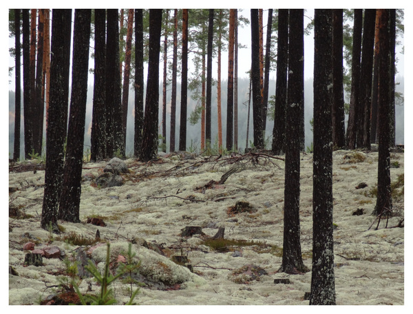 Välgallrat (ur Annan skog)