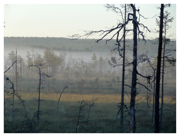 Älgamark (ur Från min skog)