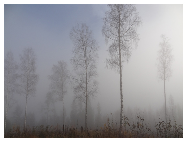 Morgondimma (ur Från min skog)