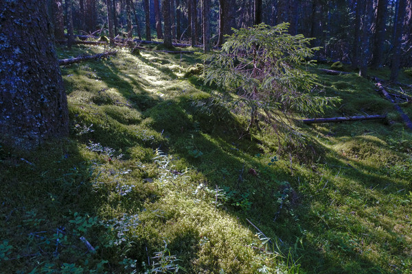 Motljus i granskogen (Granskog i motljus)