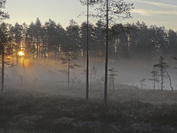 Solbelyst älvdans