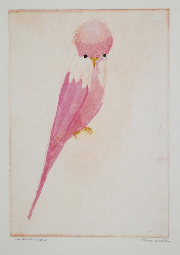 Undulat rosa
