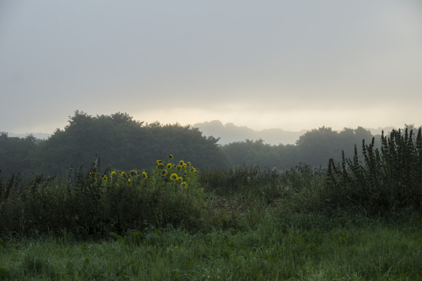 Regnmorgon ljusnar