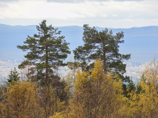 Avvaktande hösttroll