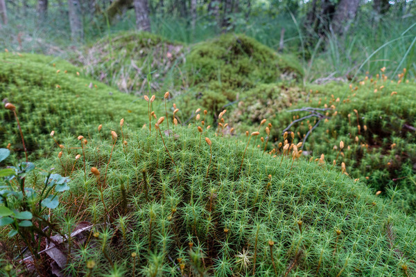 Björnmossa