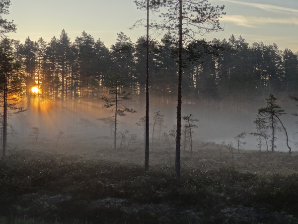 Morgonsol över älvdansen
