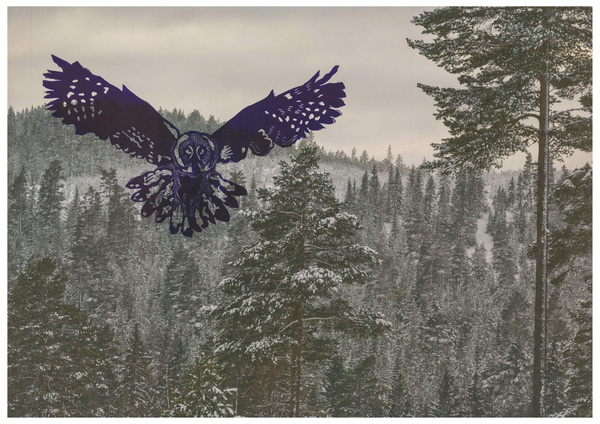 Lappugglan slår i dagsljus